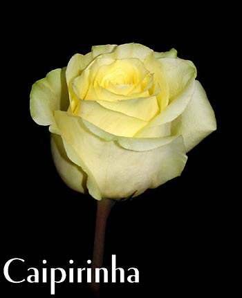 CAIPIRINHA COLOMBIAN ROSE