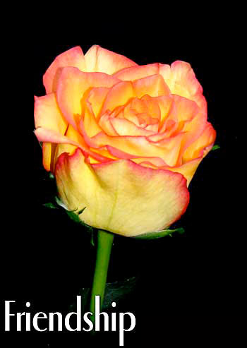 FRIENDSHIP COLOMBIAN ROSE