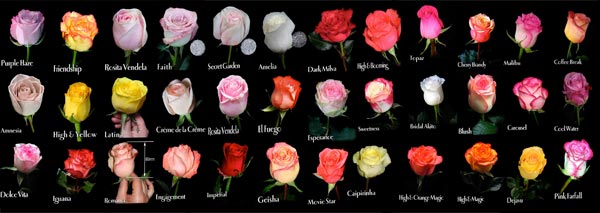 COLOMBIAN ROSE GALLERY