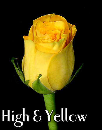 HIGH & YELLOW COLOMBIAN ROSE